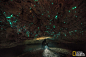 在新西兰的北岛，沿着怀托摩河有一个萤火虫洞，诡异的蓝色“星星”点亮了整个洞穴。自19世纪80年代开始，萤火虫洞和其他洞穴就是一处旅游景点，至今仍有无数游客叹为观止。这种超凡脱俗的光芒来自于真菌蚊蚋的幼虫。它们仅生活在新西兰和澳大利亚的部分地方。

摄影：DYLAN TOH