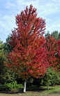 银红槭20-22cm