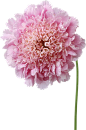 PNG素材#免抠图#漂浮素材#植物素材 #花朵素材#
@冒险家的旅程か★