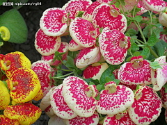 跌了年华゛采集到花花草草