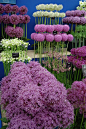 Selection of cultivated Alliums: