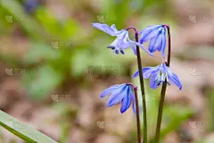 斯库拉,森林,guaria morada,饰品花,花店,雄蕊,贺卡,水平画幅,无人,乌克兰