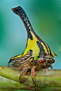 Thorn treehopper - Umbonia crassicornis by Colin Hutton Photography
