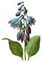 国外手绘植物花朵大全图片_1490x2200
点击浏览下一张：国外手绘植物花朵大全图片