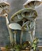 best-window-displays_anthropologie_2013_fall_mushroom_05