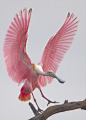 粉色琵鹭 spoonbills