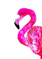 Flamingo Art Print: 