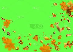 收集一套美丽多彩的秋叶孤立在绿色的背景