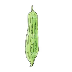 手绘苦瓜插画    - 源文件下载【酷图网】苦瓜,手绘,蔬菜,凉瓜,插画,苦瓜手绘,收获的季节,果实,苦瓜插画,苦瓜包装盒,苦瓜插画设计