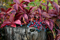 木质背景上的常青藤的秋叶。Parthenocissus quinquefolia。五叶地锦。维吉尼亚