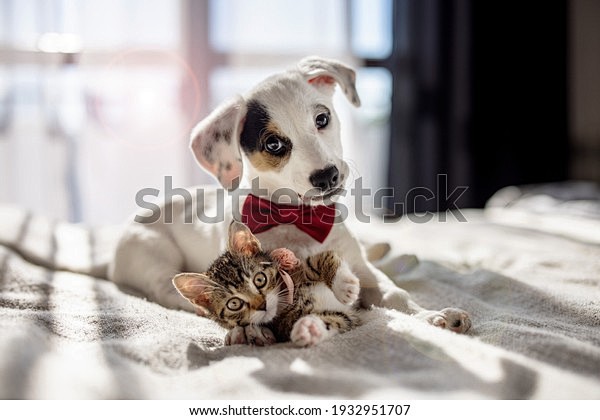 Puppy and kitten hug...