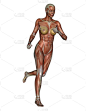 三维图形,女人,慢跑,肌腱,垂直画幅,形状,绘画插图,人类肌肉,科学,计算机制图