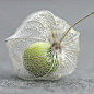PHYSALIS