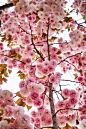 #BxBeautifulLife# 0965 Sakura