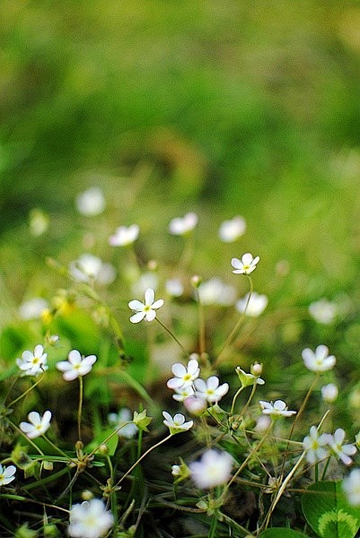 点地梅，别名：喉咙草、白花珍珠草、天星草...