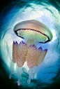 【海洋生物】漂亮的水母
