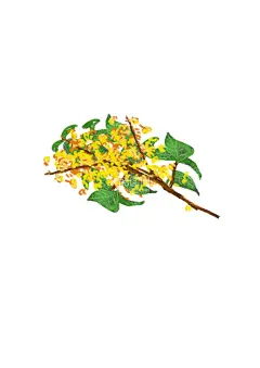 纯手绘秋天桂花香气四溢桂花  - 源文件下载【酷图网】古风花卉,桂花,水彩桂花,桂花插画,桂花糕,桂花线稿,桂花蜜,植物,水墨桂花,水墨花卉,水彩扇面画,水彩花卉,花卉装饰画,金桂,