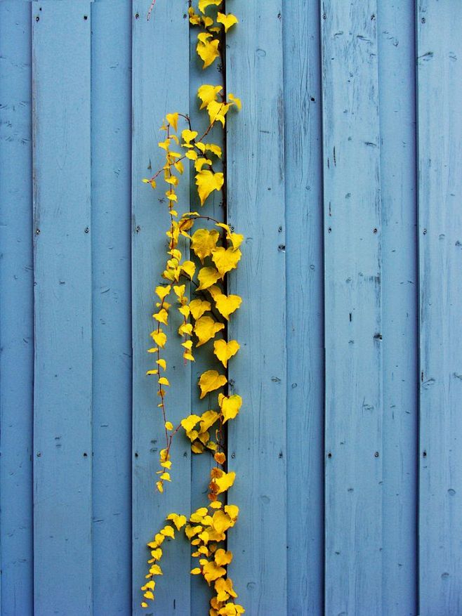 黄色的花朵， 蓝色的墙壁