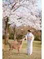 日本樱花和服旅拍之奈良小鹿
