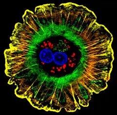当细胞放大50000倍会呈现怎样的镜像呢？美国细胞生物学学会用高倍显微镜所拍摄的令人难以置信的细胞影像。