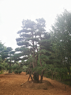 紫薇花花花采集到松