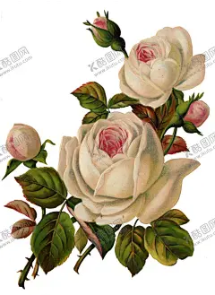 玫瑰花素材 【酷图网】白玫瑰,红玫瑰,蓝玫瑰,玫瑰,鲜花,花束,爱情,庆祝,鲜艳,装饰,设计,礼物,节日,母亲节,情人节,女朋友,爱人,花瓣,植物,浪漫,春天,夏天,壁纸,玫瑰花,素材,花卉背景,摄影,生物世界,花草,手绘鲜花,手绘花朵,花,花朵,花卉,绿植,花草树木,盆栽,绿叶,绿草,树叶,免扣素材,