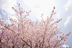 樱桃树与天空
