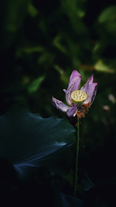 remembertt采集到花