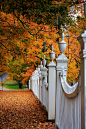 秋季围栏，佛蒙特州伍德斯托克