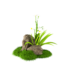 水密桃采集到花
