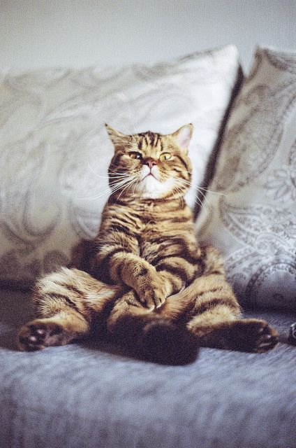 耍酷坐姿肥猫花猫