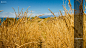 nature grass wheat August calendar Smashing magazine - Wallpaper (#2155398) / Wallbase.cc