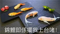 锦鲤表情包