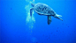 菲律宾薄荷岛潜水遇到的海龟先生