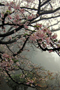 樱花，春天开花，开花的树
cherry blossoms, spring blossom and blossom trees.