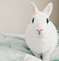 这只叫Twitch的兔兔，是ins上的新晋网红，天生自带超浓密的眼线和美瞳，拥有世界最美脸蛋，简直就是兔中范冰冰，不用化妆瞬间变身韩剧女主！