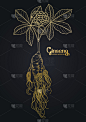 浆果,插画,ginseng,人参,spa美容,活力,线条,背景分离,药,香料