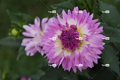 花 花卉背景 免费壁纸 4K壁纸1920X1080 笔记本电脑壁纸