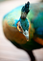 Peacock up close and personal by alan shapiro photography on Flickr.