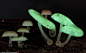 惊艳蘑菇充满神秘色彩：精致柔和似外星景观_高清图集_新浪网
