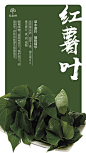 红薯叶 拷贝