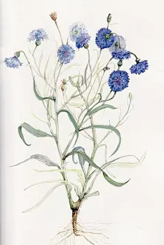 花的调色盘