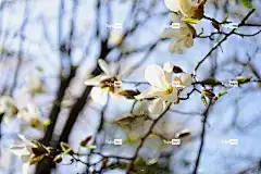 花朵 玉兰 自然 盛开 开花 日本 花卉背景 花壁纸 美丽的花朵