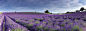 Lavender panorama by Ana Tramont on 500px