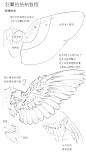 鸟羽翼的绘制