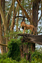 African Lion by catman-suha


