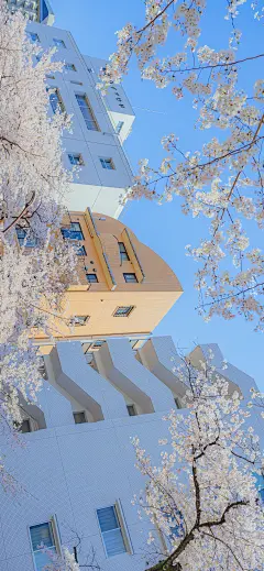 你未必出类拔萃，但一定与众不同『春日风景电脑无水印壁纸』#小清新壁纸##聊天背景图#​​​