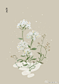 #365天生日花# 1月12日 庭荠 (Sweet Alyssum) 
花语 : 优雅