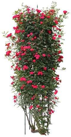 #草类# #植物PNG# #PNG素材# #绿叶# #藤蔓# #叶子PNG# #花朵# #薰衣草# #玫瑰# #花PNG# #荷花素材# #荷叶PNG# #荷花PNG#