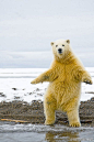 这些作品由美国野生动物摄影师Steven Kazlowski拍摄并刊登在《国家地理杂志》、《TIME》等杂志。他是目前唯一深入拍摄北极熊生存状态的摄影师。在极端气候下，那里的北极熊拥有独特的拍摄经验以及特别的卖萌技巧。